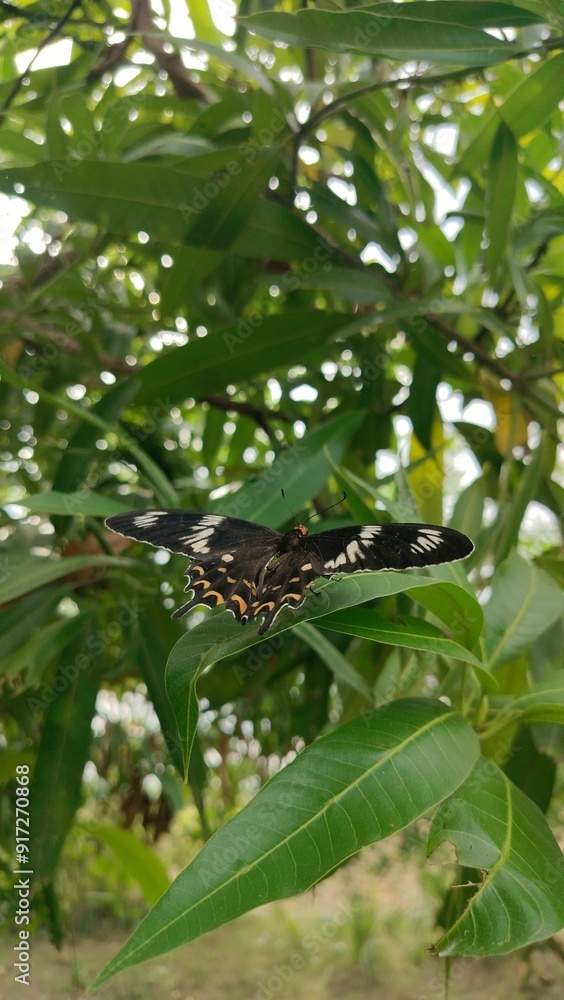 black and white butterfly black and white butterfly