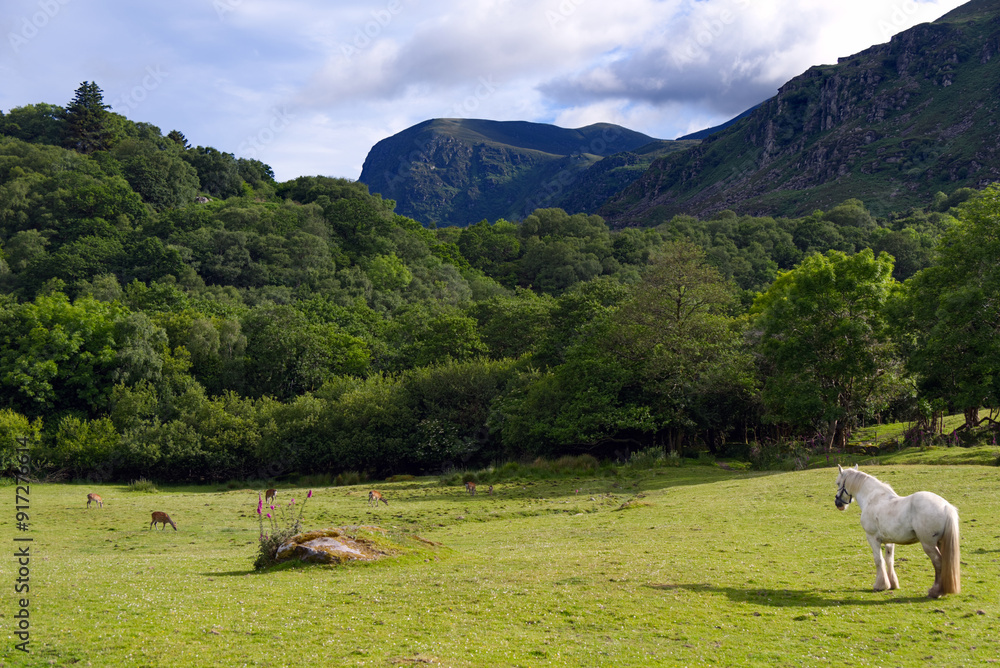 Killarney, Ireland - Gap of Dunloe