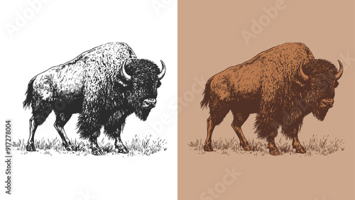 north american bison in classic engraving style vector illustration