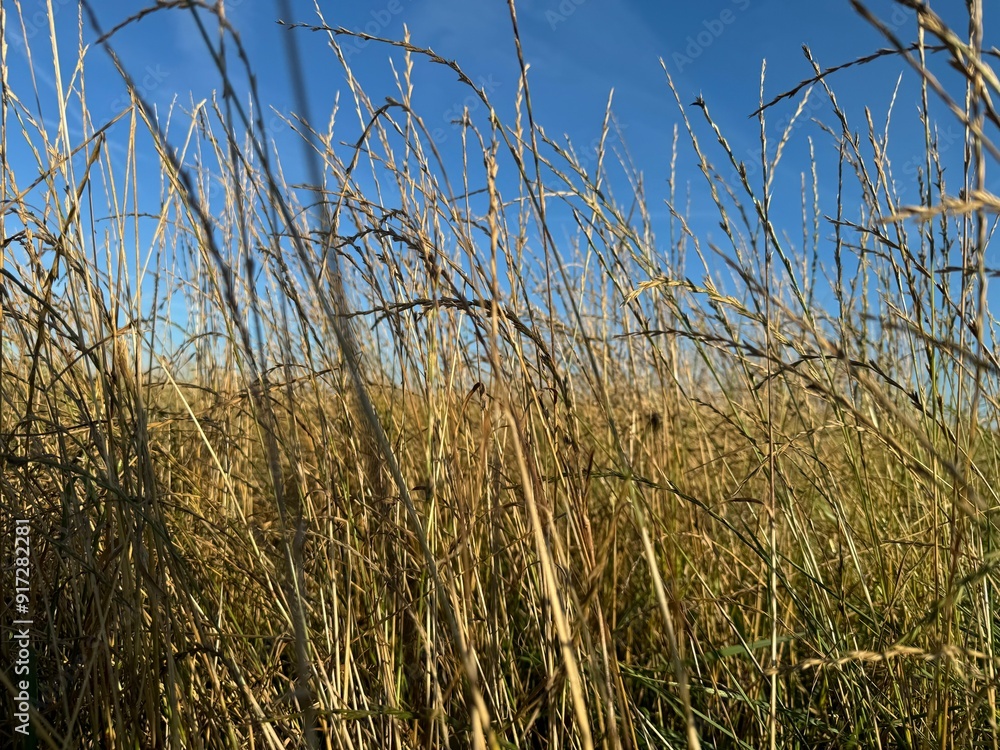 Fototapeta premium reed in the wind