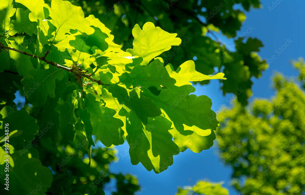 Spring oak leaves on a dark background. Tree branches with fresh green leaves. Spring background. Spring oak leaves on a dark background. Tree branches with fresh green leaves. Spring background.
