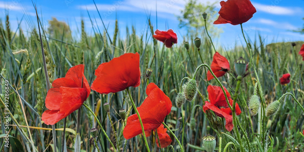 Obraz premium Scarlet poppies among ripening wheat against the blue spring sky. Flowers and grass. Sunny, beautiful day.