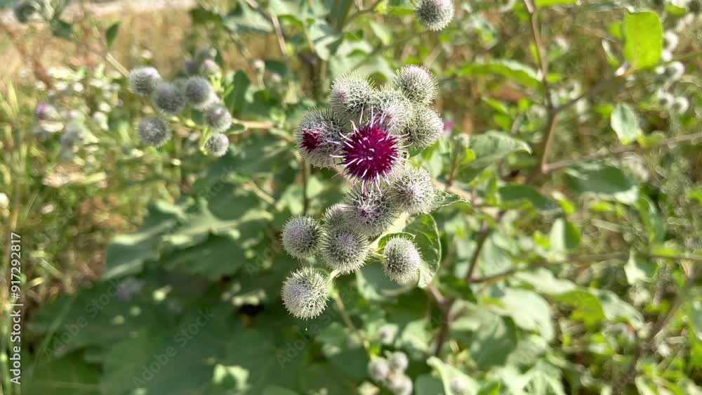 flowering burdock (Arctium lappa L.) grows on the lawn flowering burdock (Arctium lappa L.) grows on the lawn