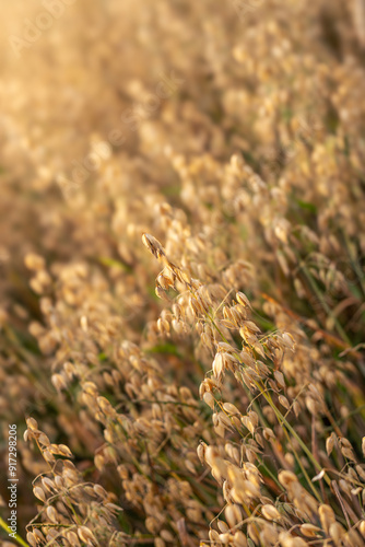 Oat field lit by the sun