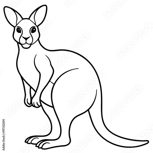 Detailed Line Art Illustration of a Kangaroo photo