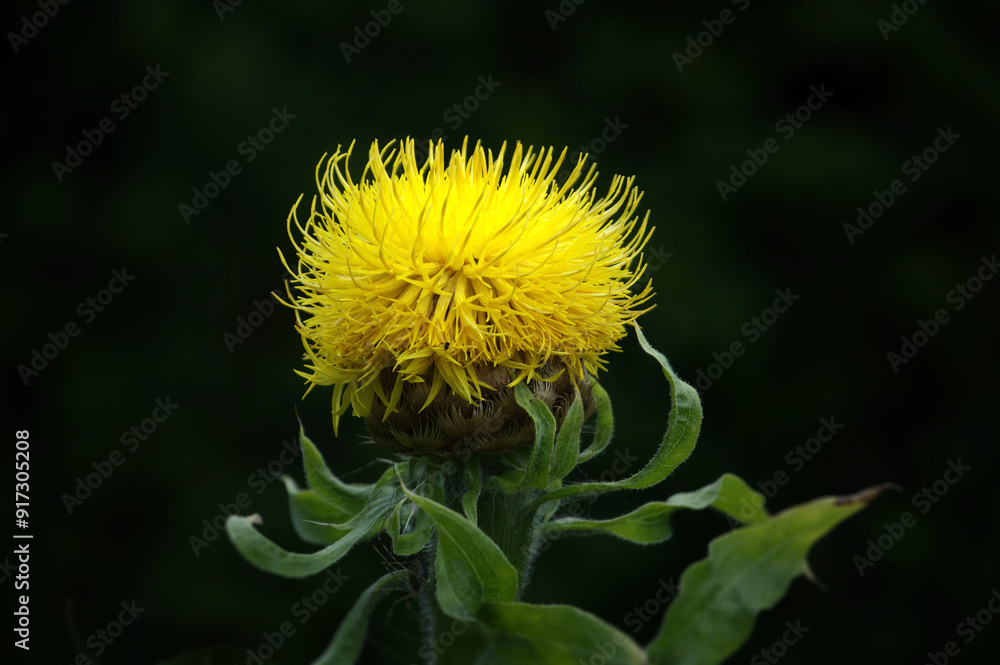 Giant Knapweed - Centaurea macrocephala Giant Knapweed - Centaurea macrocephala