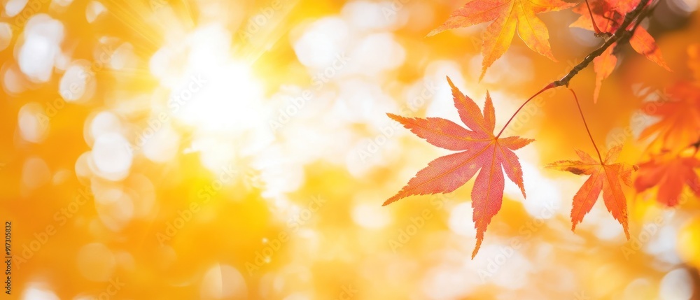 Red Maple Leaf Against a Sunlit, Blurred Background Red Maple Leaf Against a Sunlit, Blurred Background