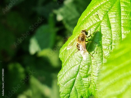 Eristalis nemorum, fly on leaf photo