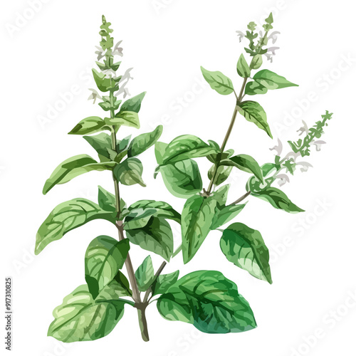 Watercolor vector of holy basil, isolated on a white background, and holy basil vector