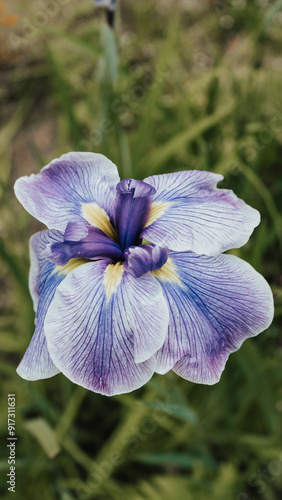 blue flower in the garden