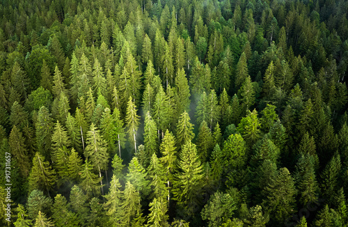 vertical aerial view of spruce forest in the Bregenz Forest, Vorarlberg Austria