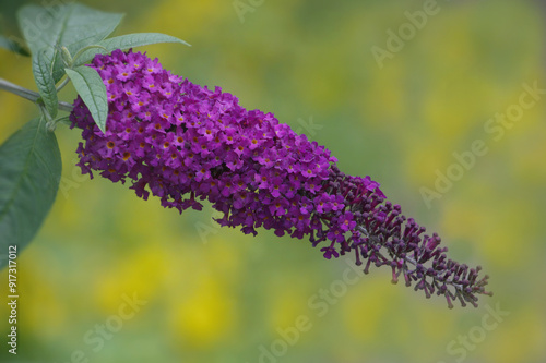 Buddleia Davidii 'Nanho Purple' photo