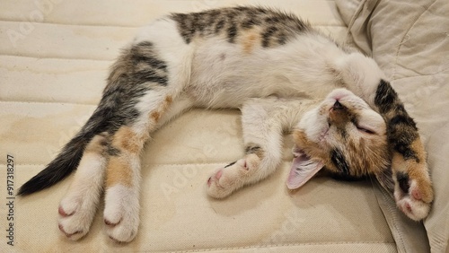 Calico Kitten Sleeping Comfortably on Sofa