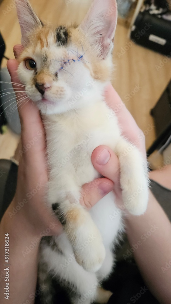Adorable Kitten with One Eye Being Gently Held Adorable Kitten with One Eye Being Gently Held