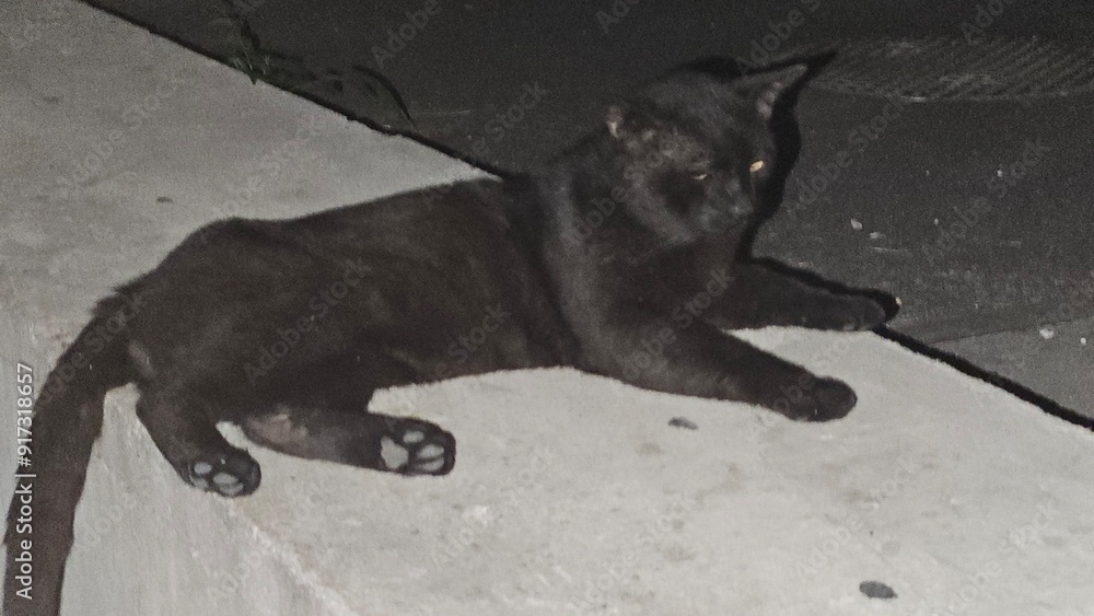 Black Cat Resting on Concrete Floor Black Cat Resting on Concrete Floor