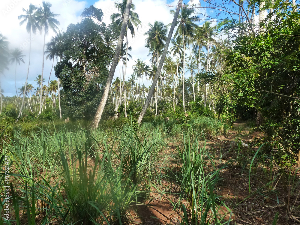 A view of a tropical forest with tall palm trees in the bright sun A view of a tropical forest with tall palm trees in the bright sun