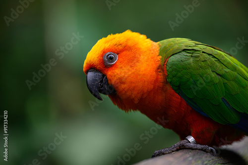 Canvas Print Orange head parrot humour why so serious
