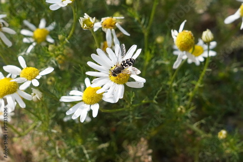 a bug on a white flower