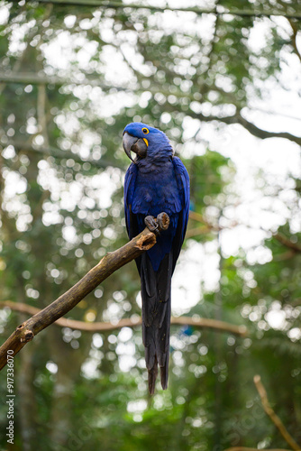 Macaw flying in the natural park photo