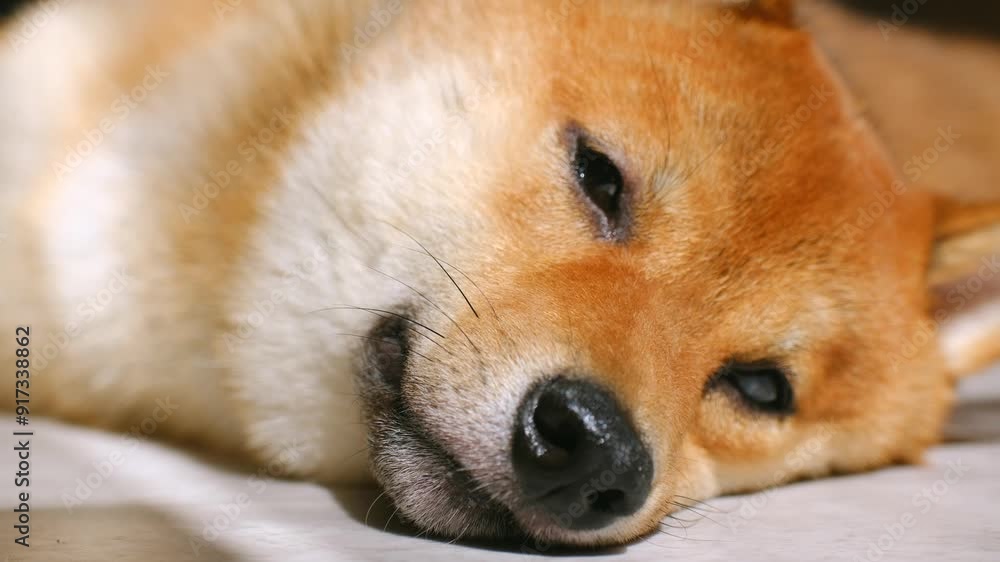 Shiba inu dog relaxing, showcasing its expressive face and calm demeanor. Ideal for pet-related content or relaxation themes Shiba inu dog relaxing, showcasing its expressive face and calm demeanor. Ideal for pet-related content or relaxation themes