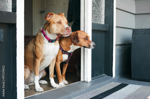 Photography Two dogs waiting by door to go for a walk