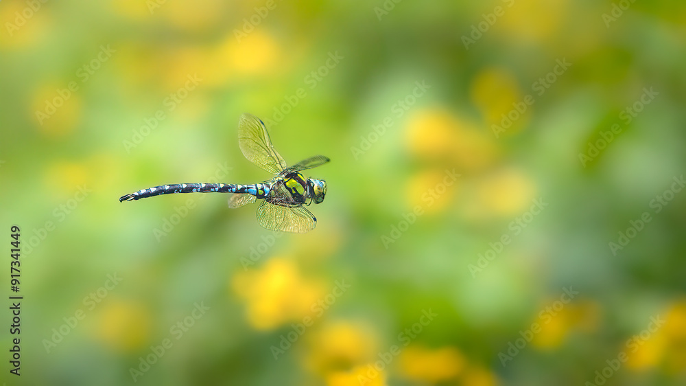 Flying Southern Hawker Dragonfly (Aeshna cyanea) Flying Southern Hawker Dragonfly (Aeshna cyanea)
