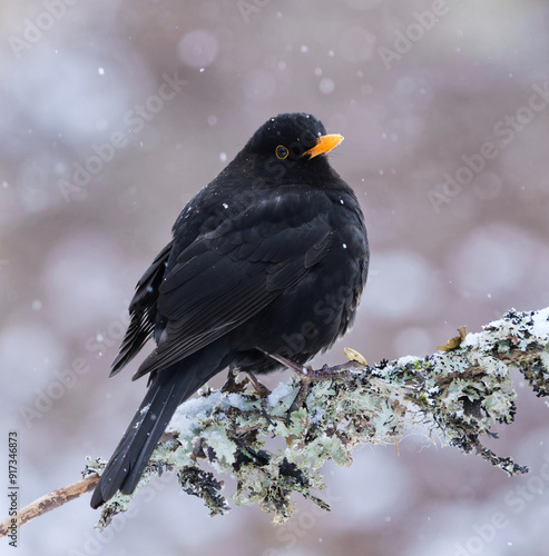 Eurasian blackbird or common blackbird (Turdus merula) male in snowfall sitting on a branch in early spring.	

