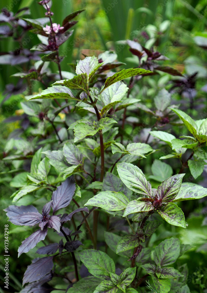 Obraz premium Different varieties of basil in the garden