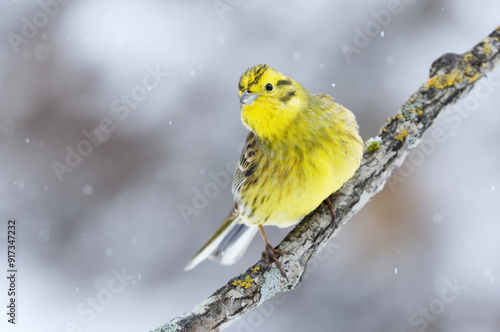 Yellowhammer (Emberiza citrinella) sitting on a branch in snowfall in early spring.	
 photo