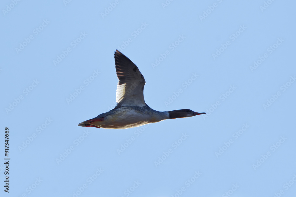 Goosander or common merganser (Mergus merganser) female flying in the sky in spring. Goosander or common merganser (Mergus merganser) female flying in the sky in spring.