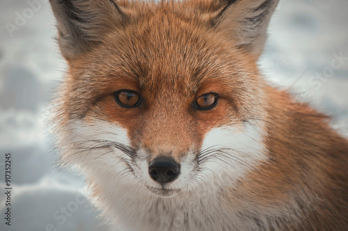 red fox in the snow