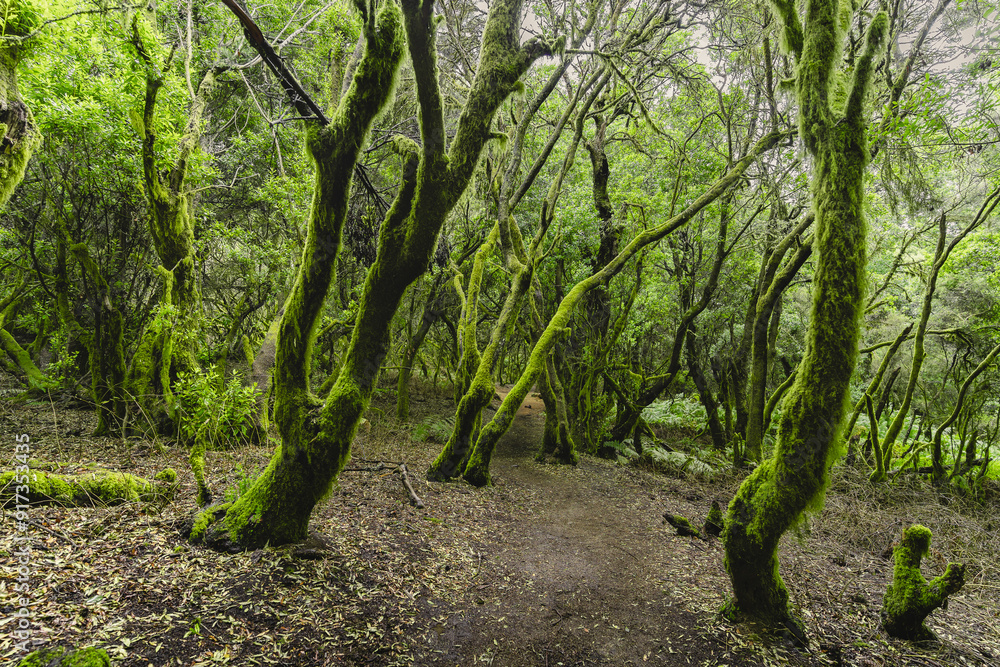 Fototapeta premium Lush laurisilva forest 