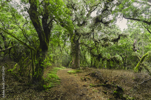 Lush laurisilva forest 