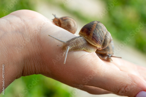 Snails close-up on the open palm of a woman’s hand. Edible snail farm, growing mollusks. Helix Aspersa Muller, Maxima Snail photo