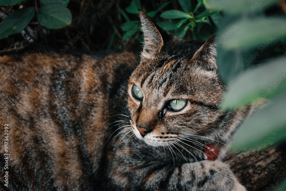 Serene Tabby Cat Resting in a Garden Setting Serene Tabby Cat Resting in a Garden Setting