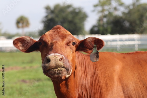 Close Up of Red Poll Calf photo