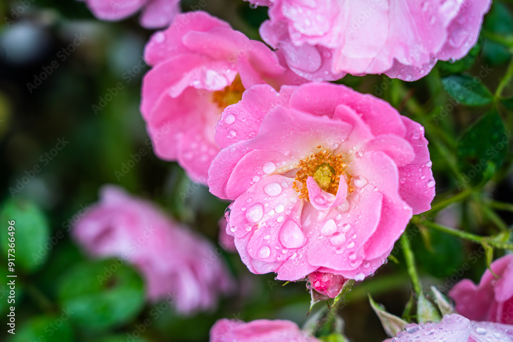 Close-up pink roses with water droplets, delicate petals, vibrant colors, yellow stamens, green foliage backdrop Close-up pink roses with water droplets, delicate petals, vibrant colors, yellow stamens, green foliage backdrop