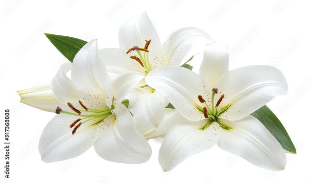 White lilies with green leaves arranged beautifully, cut out - stock png. White lilies with green leaves arranged beautifully, cut out - stock png.