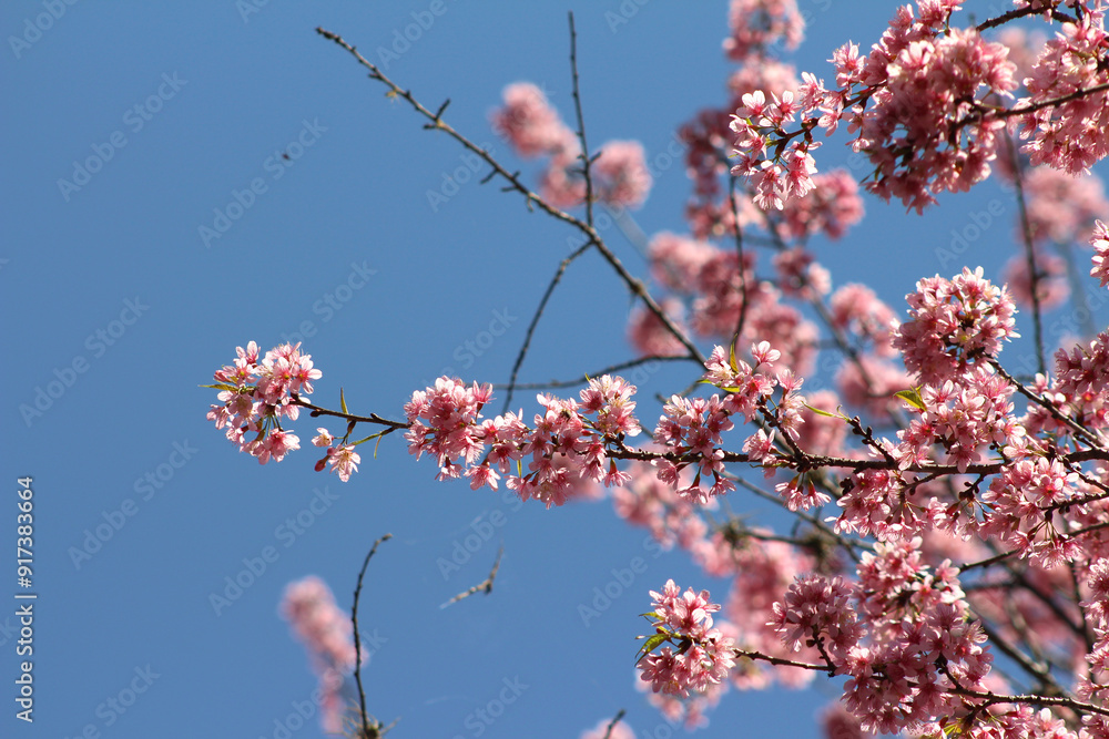tree branches with pink flowers. beautiful flowers on the branches under the blue sky. beautiful pink plants with selective focus. tree branches with pink flowers. beautiful flowers on the branches under the blue sky. beautiful pink plants with selective focus.