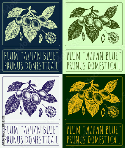 Set of vector drawing PLUM AZHAN BLUE in various colors. Hand drawn illustration. Latin name is PRUNUS DOMESTICA L.
