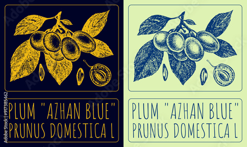 Vector drawing PLUM AZHAN BLUE. Hand drawn illustration. Latin name is PRUNUS DOMESTICA L.
