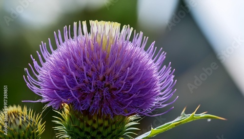 close up of a carduus flower at amsterdam the netherlands 17 5 2024 photo