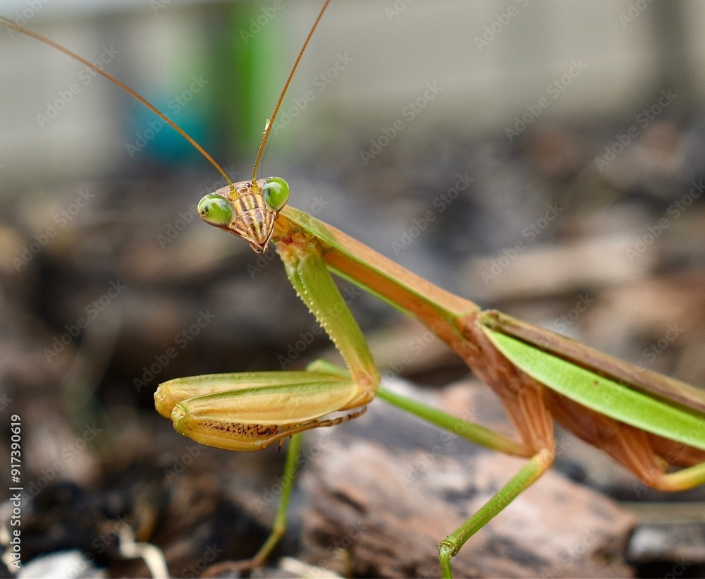 green praying mantis green praying mantis