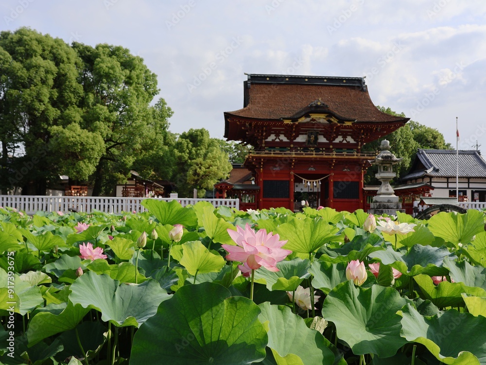 伊賀八幡宮と蓮の花 伊賀八幡宮と蓮の花