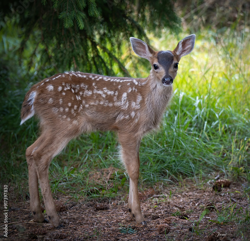 Baby deer