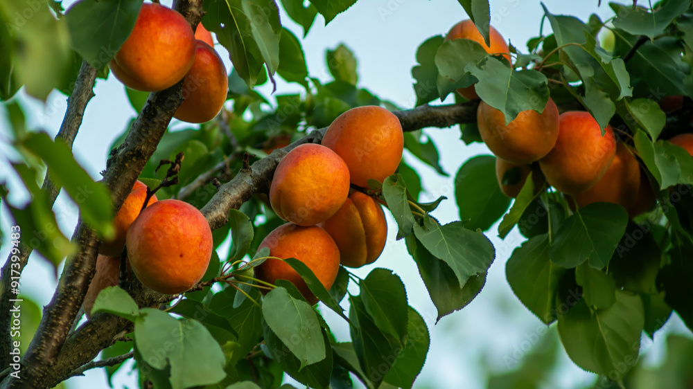 Ripe apricots hanging on a tree branch during harvest season, symbolizing organic farming and the summer harvest festival