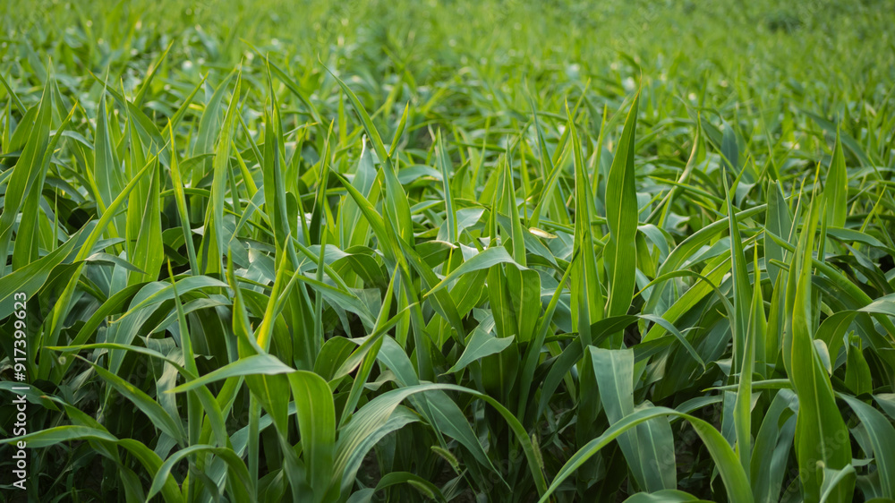 Obraz premium Close-up of healthy green cornfield in summer, symbolizing sustainable agriculture and growth