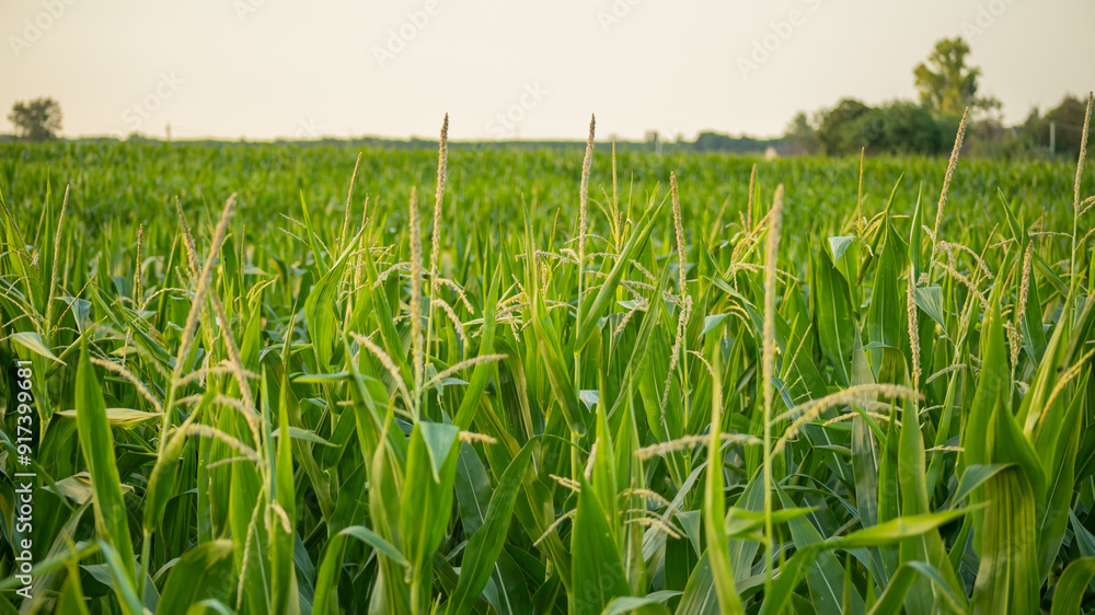 Vast green cornfield under a soft evening sky representing agriculture and harvest season in rural America Vast green cornfield under a soft evening sky representing agriculture and harvest season in rural America