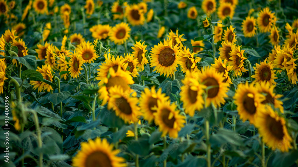 A vibrant sunflower field in full bloom symbolizes summer, environmental awareness, and happiness A vibrant sunflower field in full bloom symbolizes summer, environmental awareness, and happiness