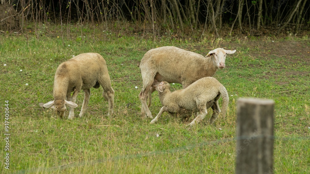 Three sheep grazing on a green pasture, symbolizing agricultural life and sustainability during the spring season Three sheep grazing on a green pasture, symbolizing agricultural life and sustainability during the spring season